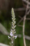 Carolina false vervain